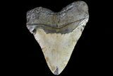Huge, Megalodon Tooth - North Carolina #73831-2